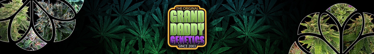 GrandDaddy Purple Seeds