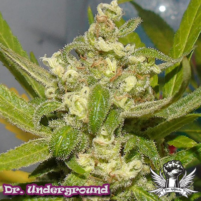 Dr. Underground Seeds American Beauty