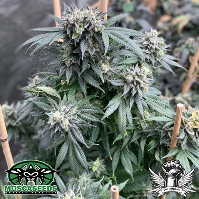 Mosca Seeds Midnight Special