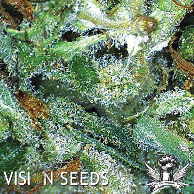 Vision Seeds Big Bud