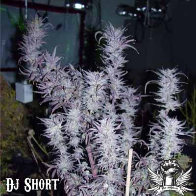 DJ Short Seeds Blueberry
