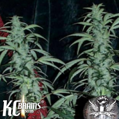 KC Brains Northern Lights Special