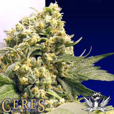 Ceres Seeds Northern Lights x Skunk #1