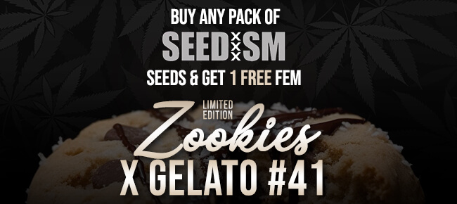 Seedism - Zookies x Gelato #41
