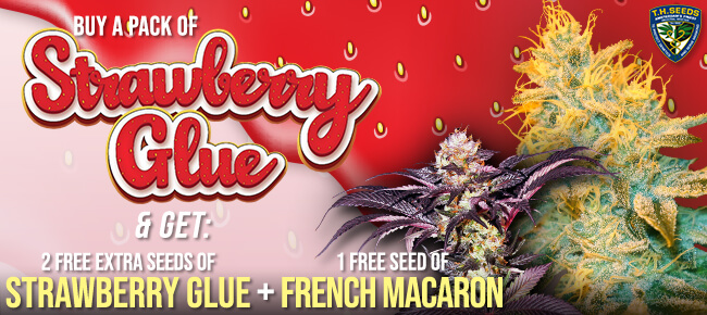 TH Seeds Strawberry Glue & French Macaron