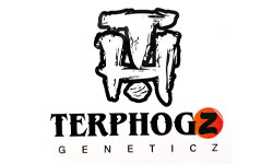 Terp Hogz Genetics (Plantinum Seeds)