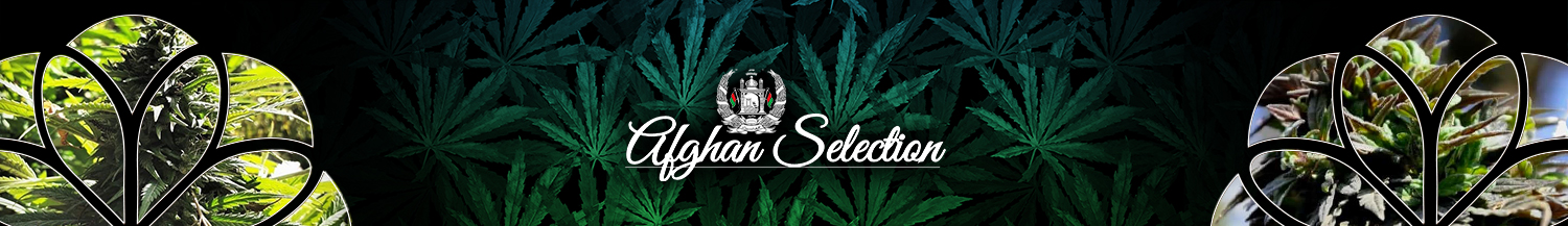 Afghan Selection Seeds 