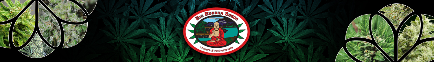 Big Buddha Seeds
