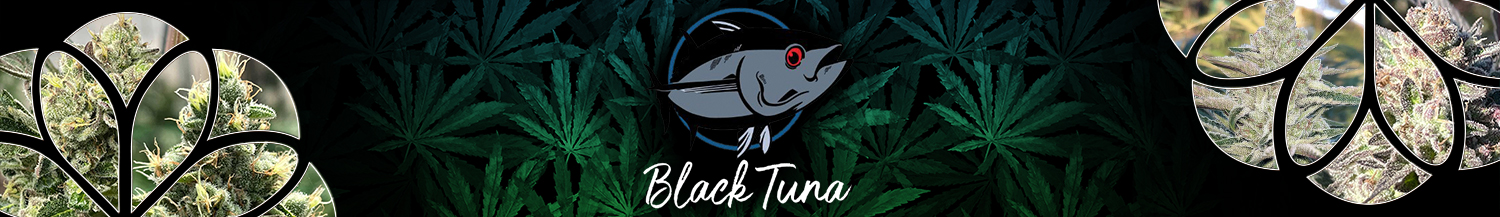 Black Tuna Seeds 