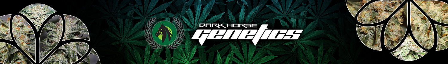DarkHorse Genetics Seeds