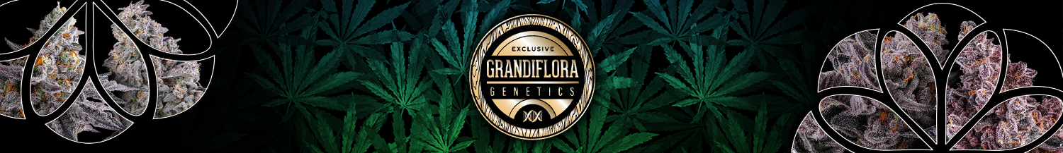 Grandiflora Genetics