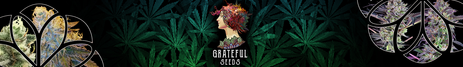 Grateful Seeds 
