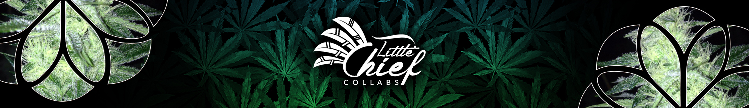 Little Chief Collabs