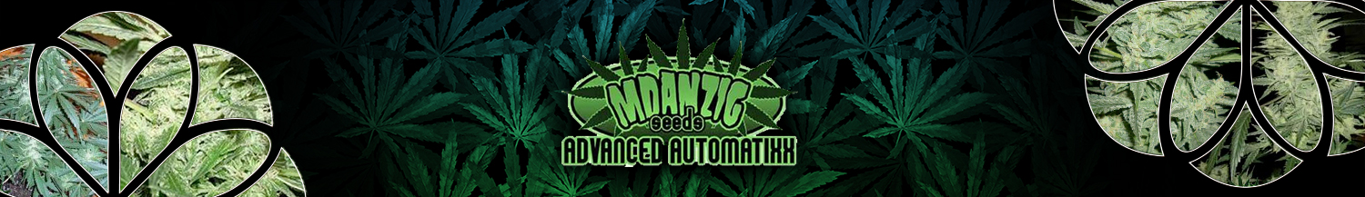 Mdanzig Advanced Automatixx Seeds