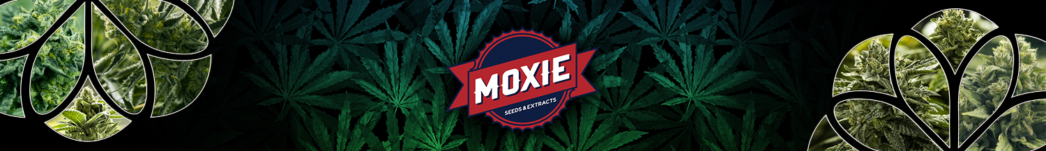 Moxie Seeds