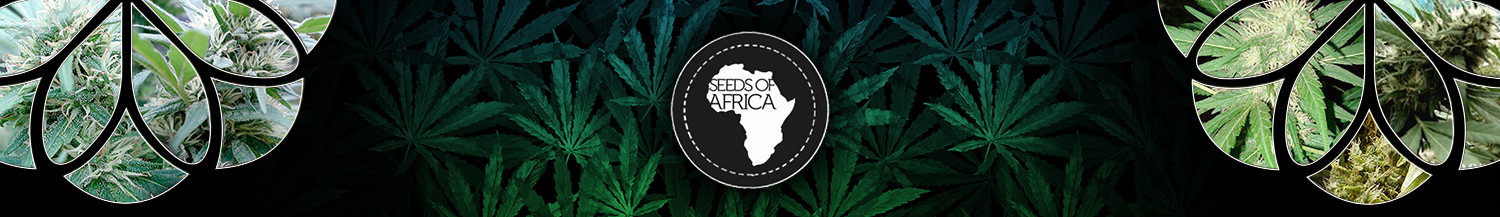 Seeds Of Africa