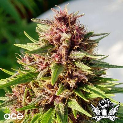 Trusted online shop to find marijuana Panama Red feminized seeds