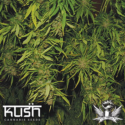 Kush Cannabis Seeds Afghani Kush
