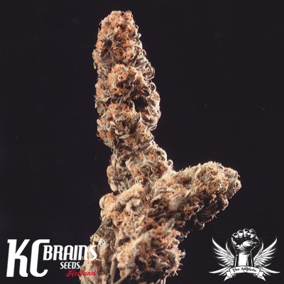 KC Brains Afghani Special