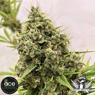 ACE Seeds Guawi Strain