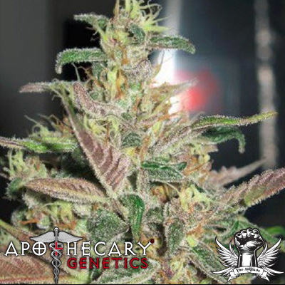 Apothecary Genetics Seeds Frosty Berry