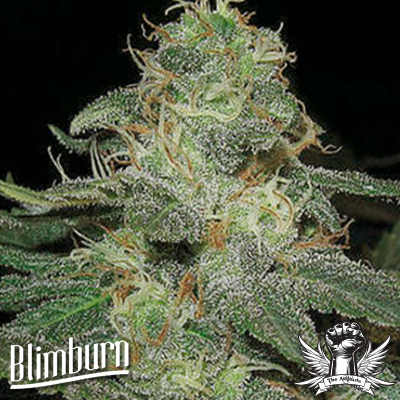 Blimburn Seeds BC Diesel