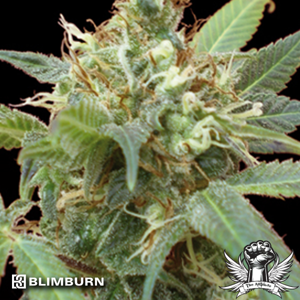 BlimBurn Seeds Tijuana