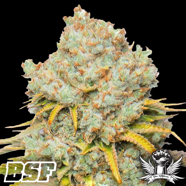 BSF Seeds Tangie