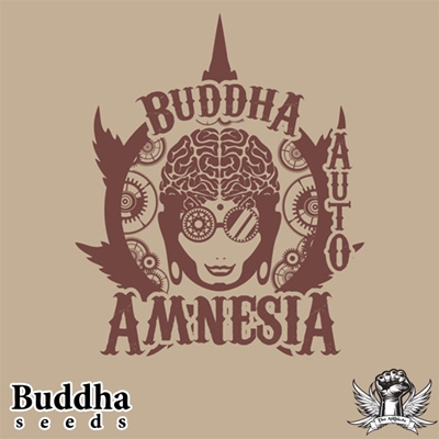 attitude buddha seeds auto amnesia_400x400.jpg