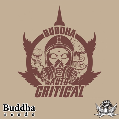 attitude buddha seeds auto critical_400x400.jpg