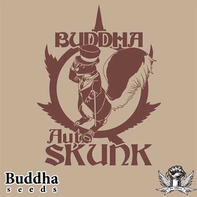 Buddha Skunk Autoflowering Strain