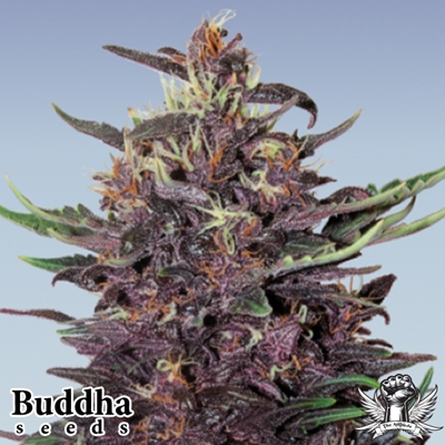 Buddha Seeds Purple Kush Autoflowering