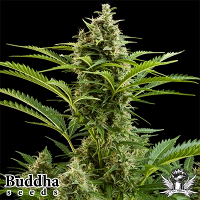 Buddha Seeds Vesta Autoflowering