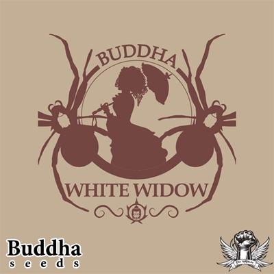 attitude buddha seeds white widow2_400x400.jpg