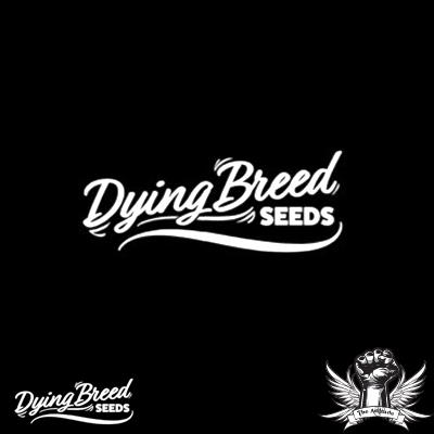Dying Breed Seeds Double Lemon Gucci