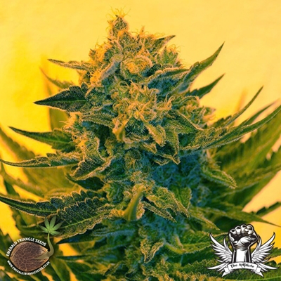 Emerald Triangle Seeds Critical Sour Diesel