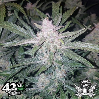 attitude fastbud seeds mexican airlines2_400x400.jpg