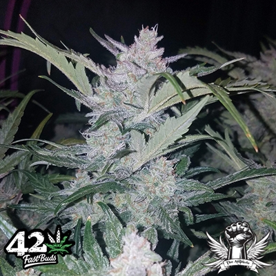 attitude fastbud seeds mexican airlines3_400x400.jpg