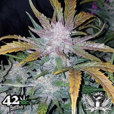 attitude fastbud seeds mexican airlines4_400x400.jpg