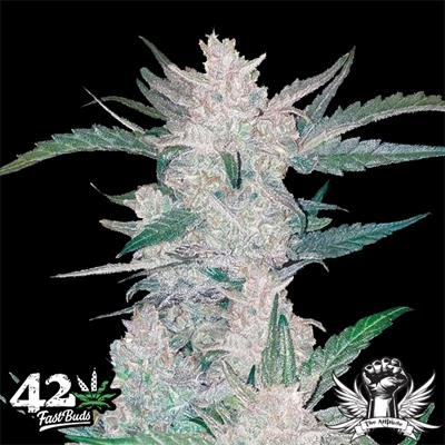 attitude fastbud seeds mexican airlines_400x400.jpg