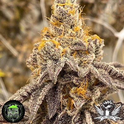 OG Kush Breath by Curio - Maryland Cannabis Reviews
