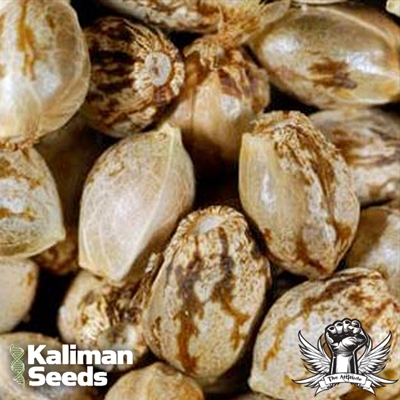 Kaliman Seeds Cheese Quatro