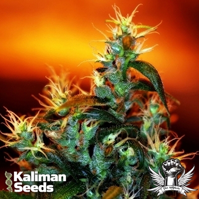 Kaliman Seeds Nitro Express