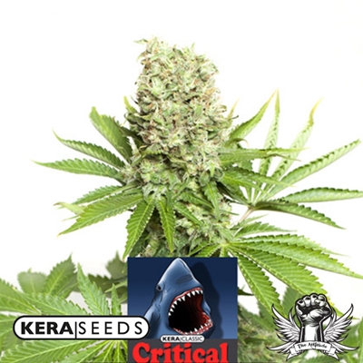 Kera Seeds Critical