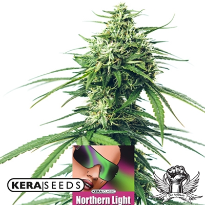 Kera Seeds Northern Light