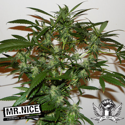 Mr Nice Seeds The Cure