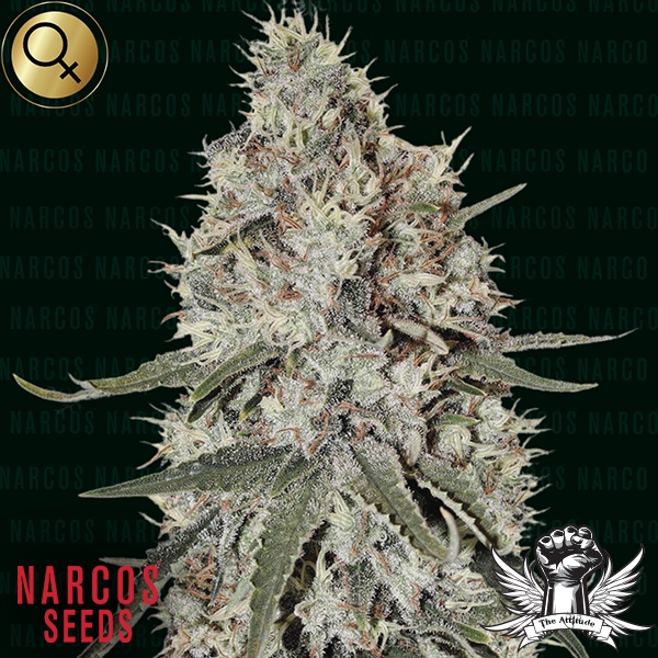 Narcos Seeds La Catedral