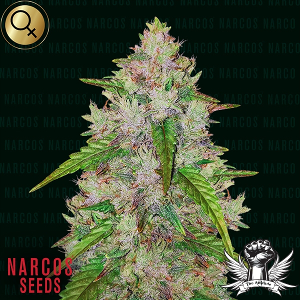 Narcos Seeds Pablo's Gelato Gold