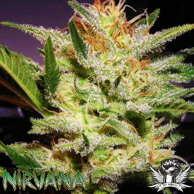 Nirvana Seeds AUTO Amnesia HAZE