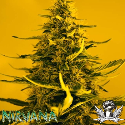 Nirvana Seeds AUTO White Widow